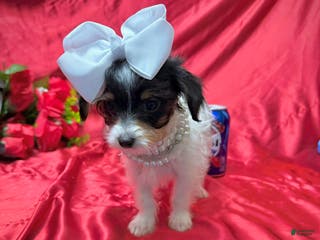 Yorkshire Terrier dogs Alfredo - Ad 10