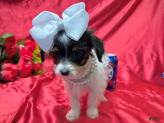 Yorkshire Terrier dogs Alfredo - Ad 6