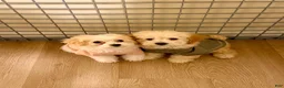 Maltipoo dogs for sale: Mia (Maltipoo) - Ad 3