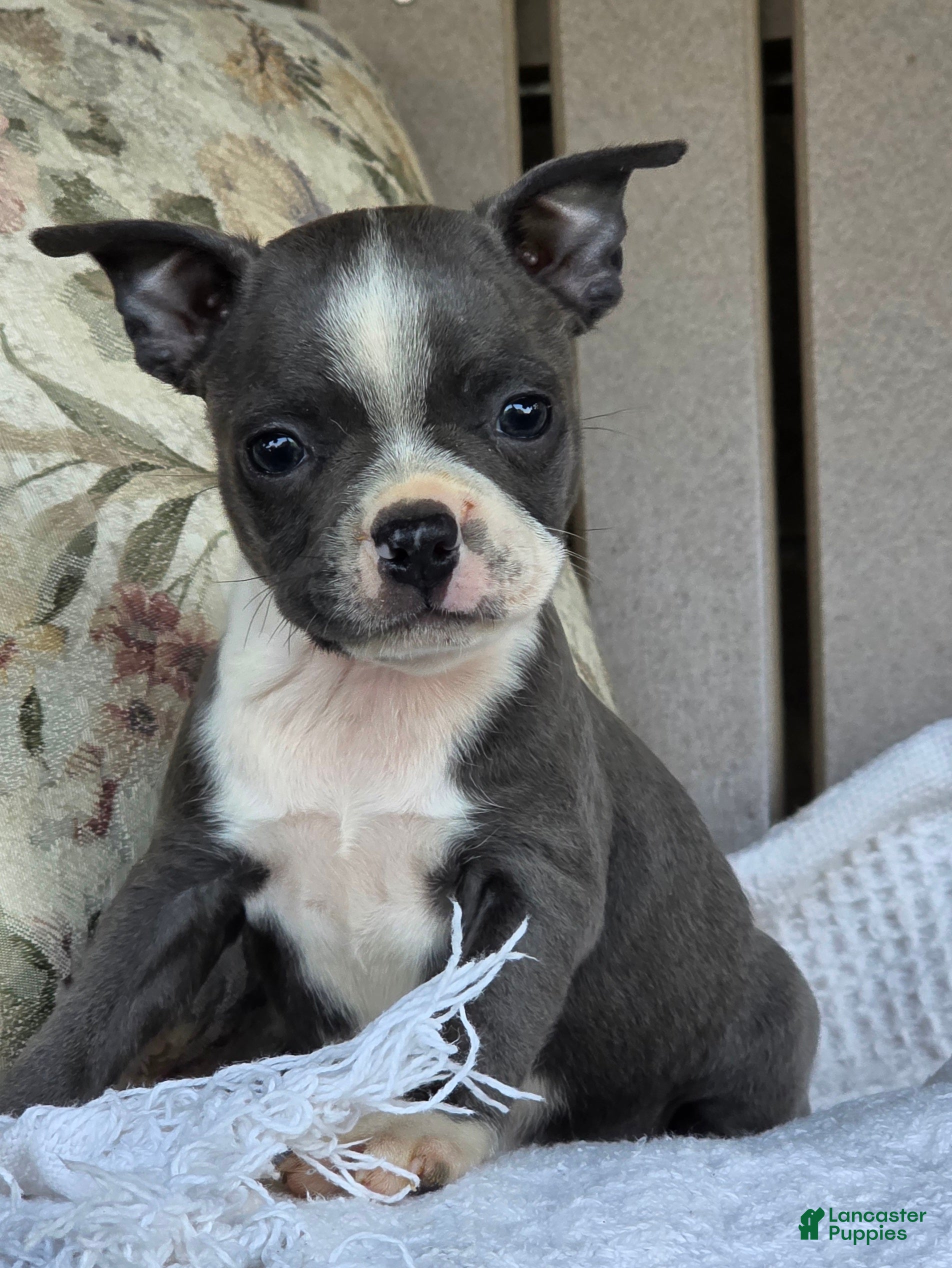 Boston Terrier dogs Robin - Ad 2