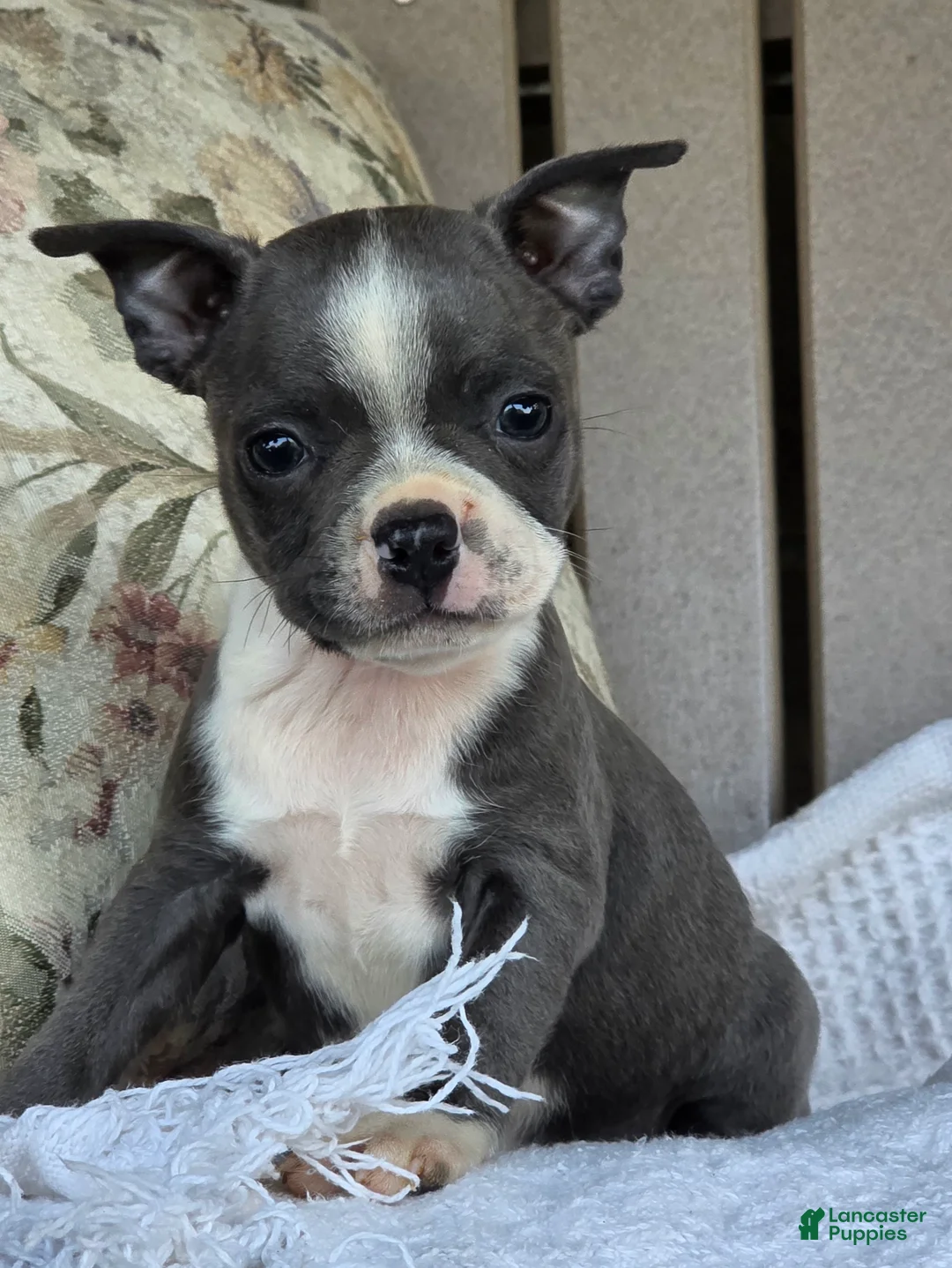 Boston Terrier dogs for sale: Robin - Ad 2