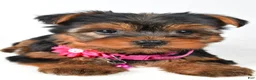 Yorkshire Terrier dogs for sale: Rita - Ad 4
