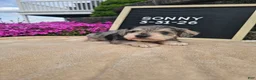 Miniature Schnauzer dogs for sale: Sunny - Ad 10