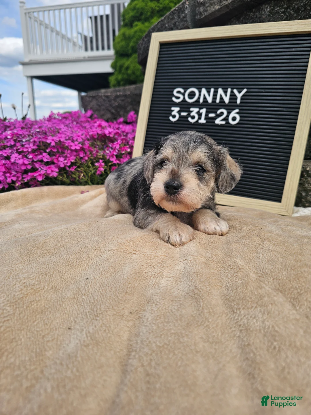 Miniature Schnauzer dogs for sale: Sunny - Ad 10