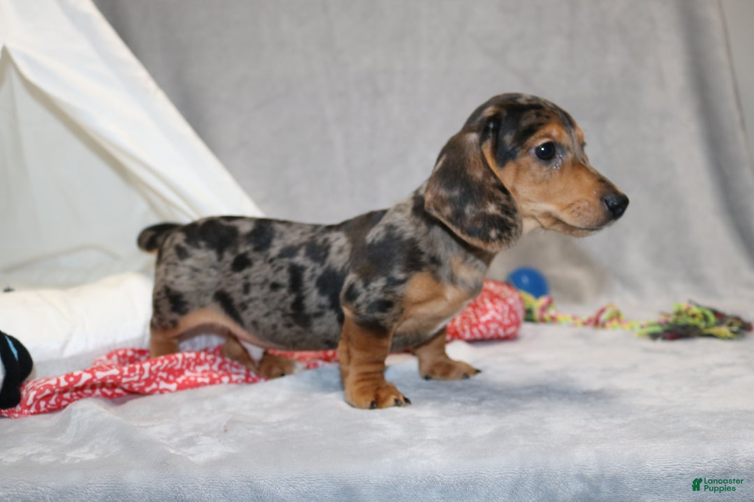 Miniature Dachshund dogs for sale: Bruno - Ad 6