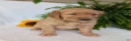 Golden Retriever dogs for sale: Indy - Ad 3