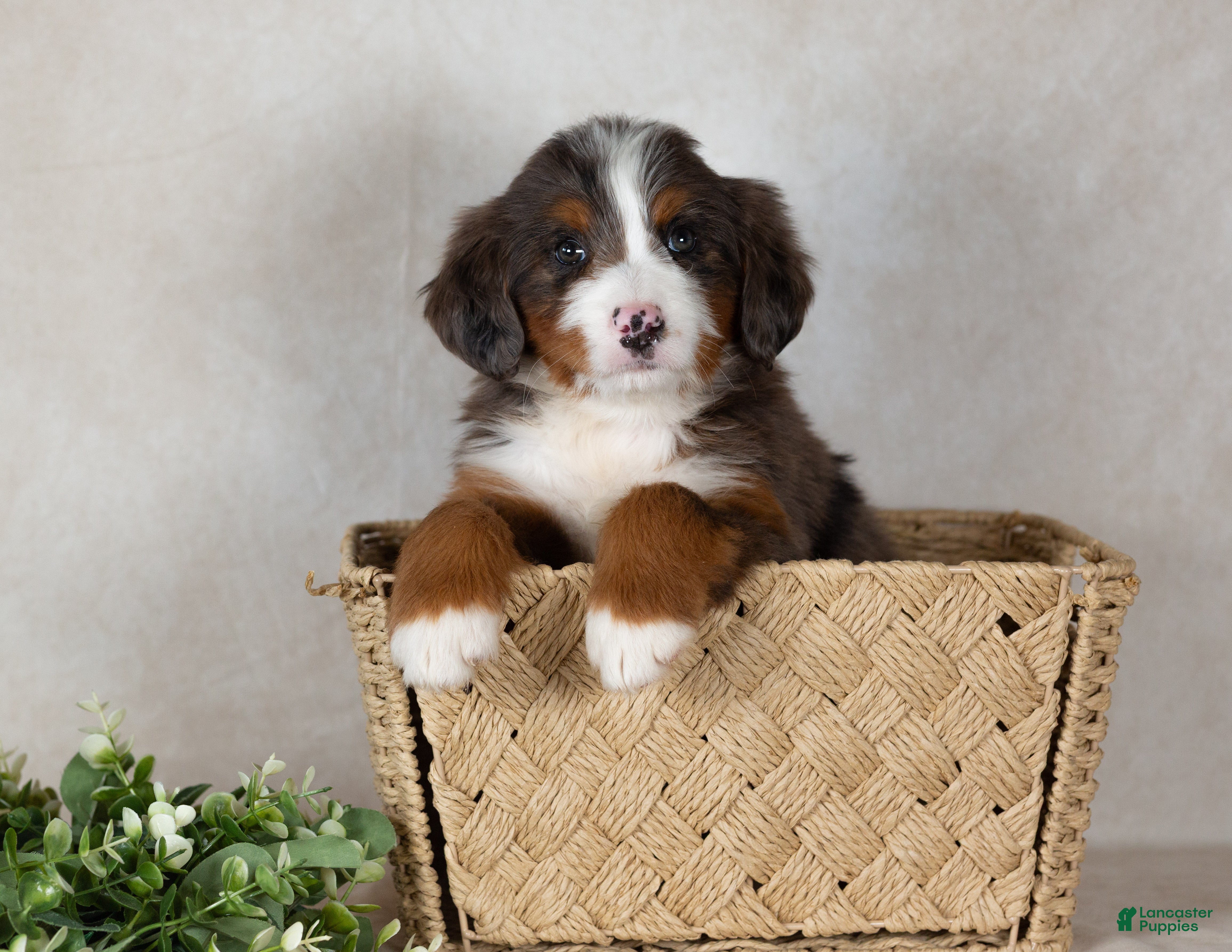 Bernedoodle dogs Shadow - Ad 1