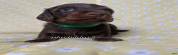 Miniature Dachshund dogs for sale: Tootsie - Ad 25