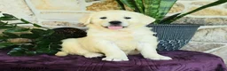 Golden Retriever dogs for sale: Destiny - Ad 3