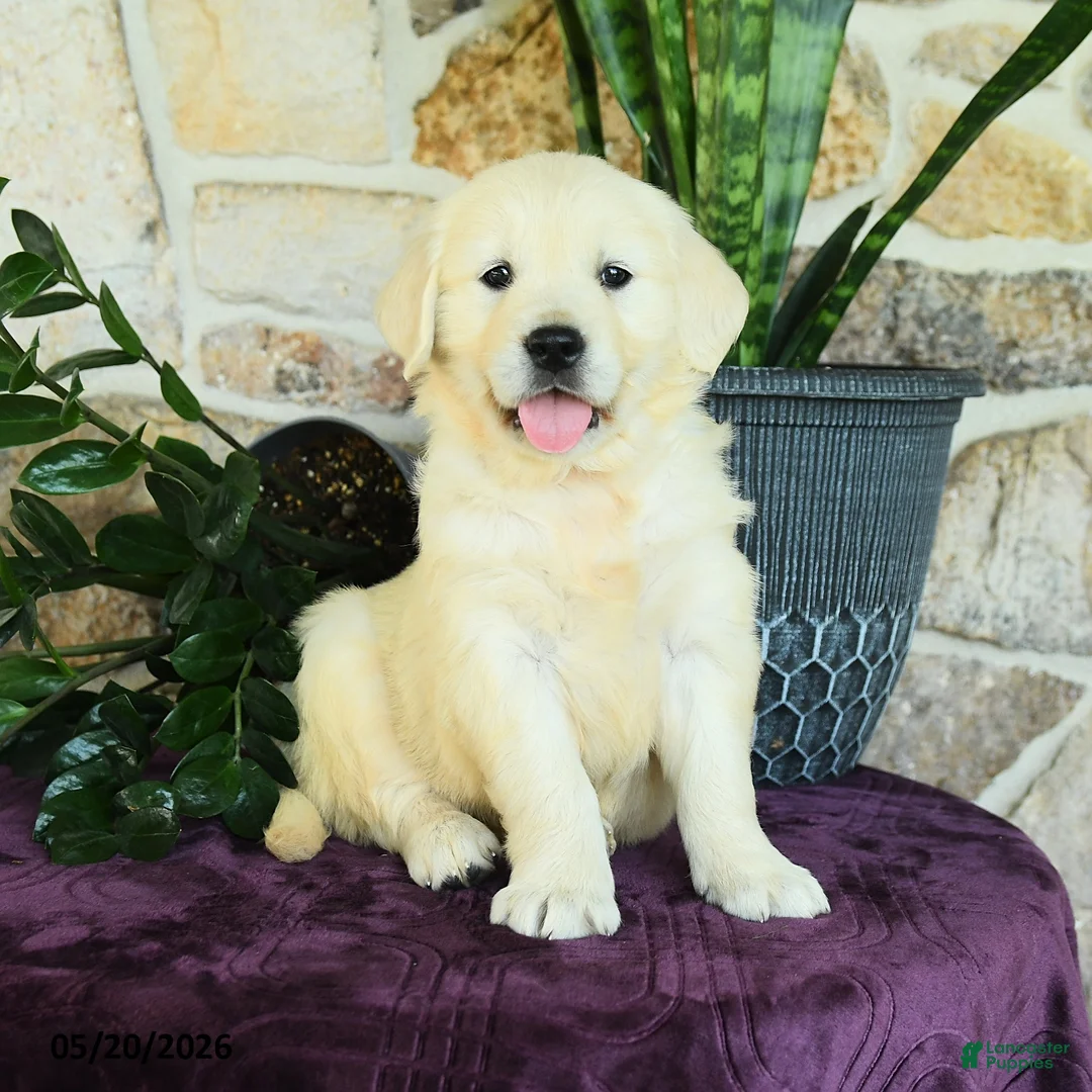 Golden Retriever dogs for sale: Destiny - Ad 3
