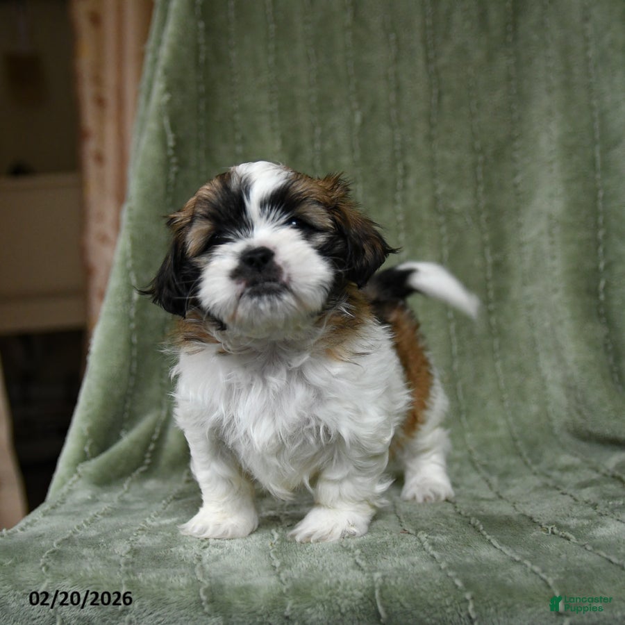 Shih Tzu dogs Delilah - Ad 2