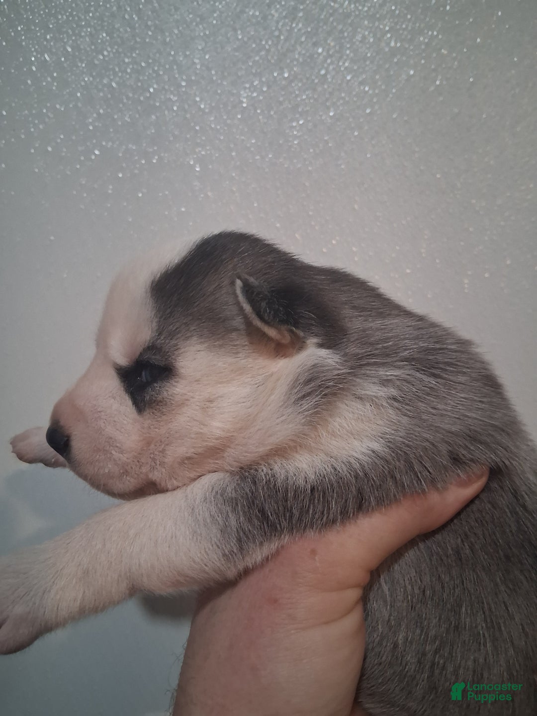 Siberian Husky dogs for sale: Scarlett - Ad 2