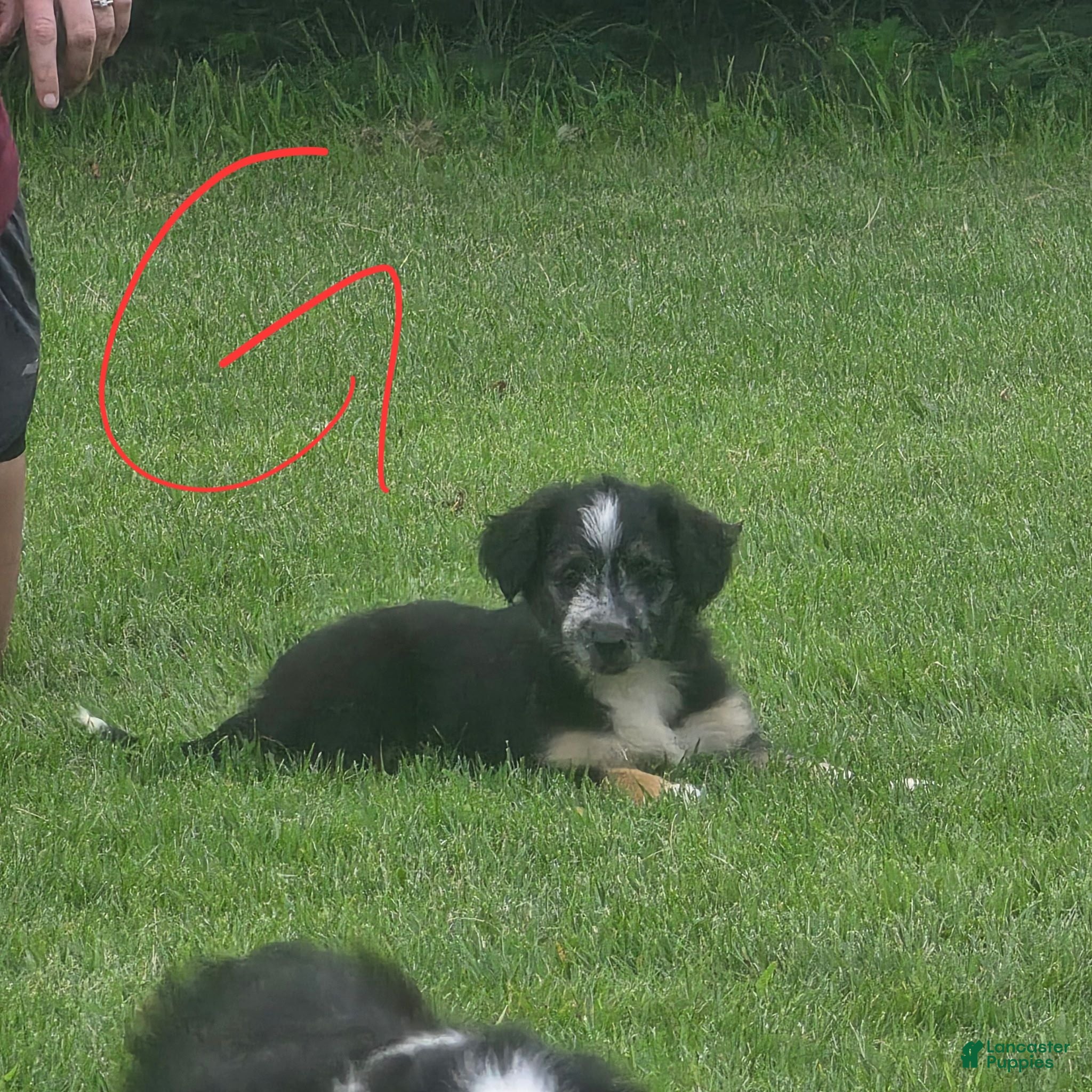 Mixed Breed dogs Bells - Ad 42