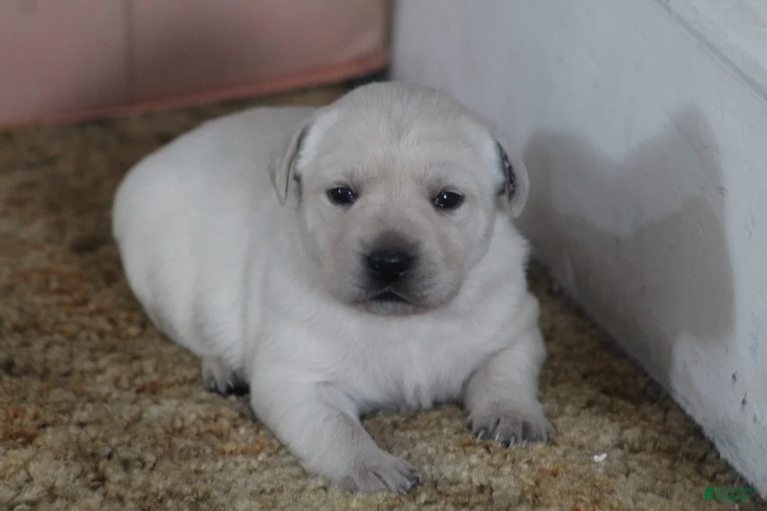 Labrador Retriever dogs for sale: Labrador Retriever Puppy 1 - Ad 6