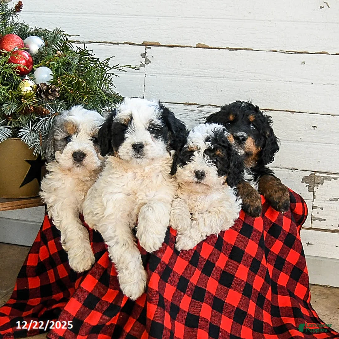 Mini Bernedoodle dogs for sale: Biscuit - Ad 10