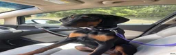 Doberman Pinscher dogs for sale: Doberman Pinscher 1 - Ad 4