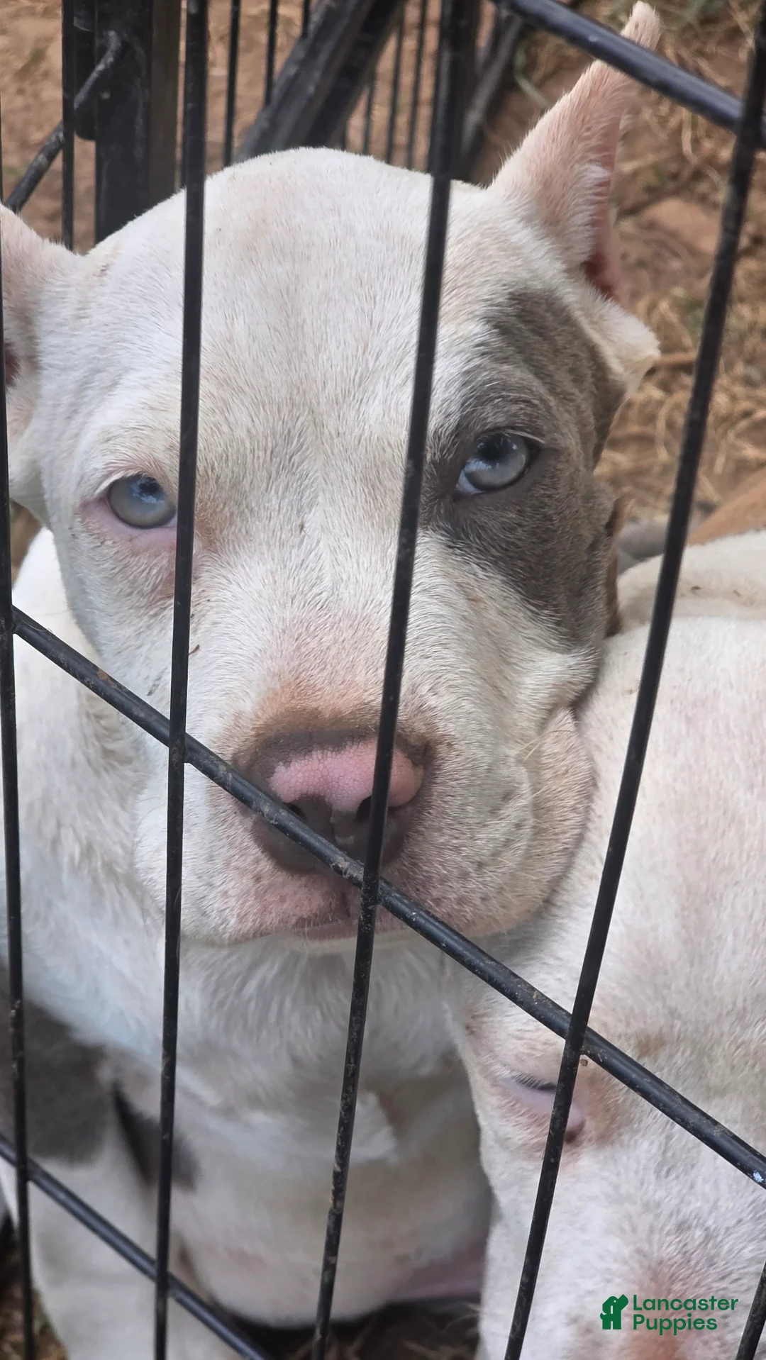American Bully dogs for sale: Pocket Bully male 1 - Ad 2