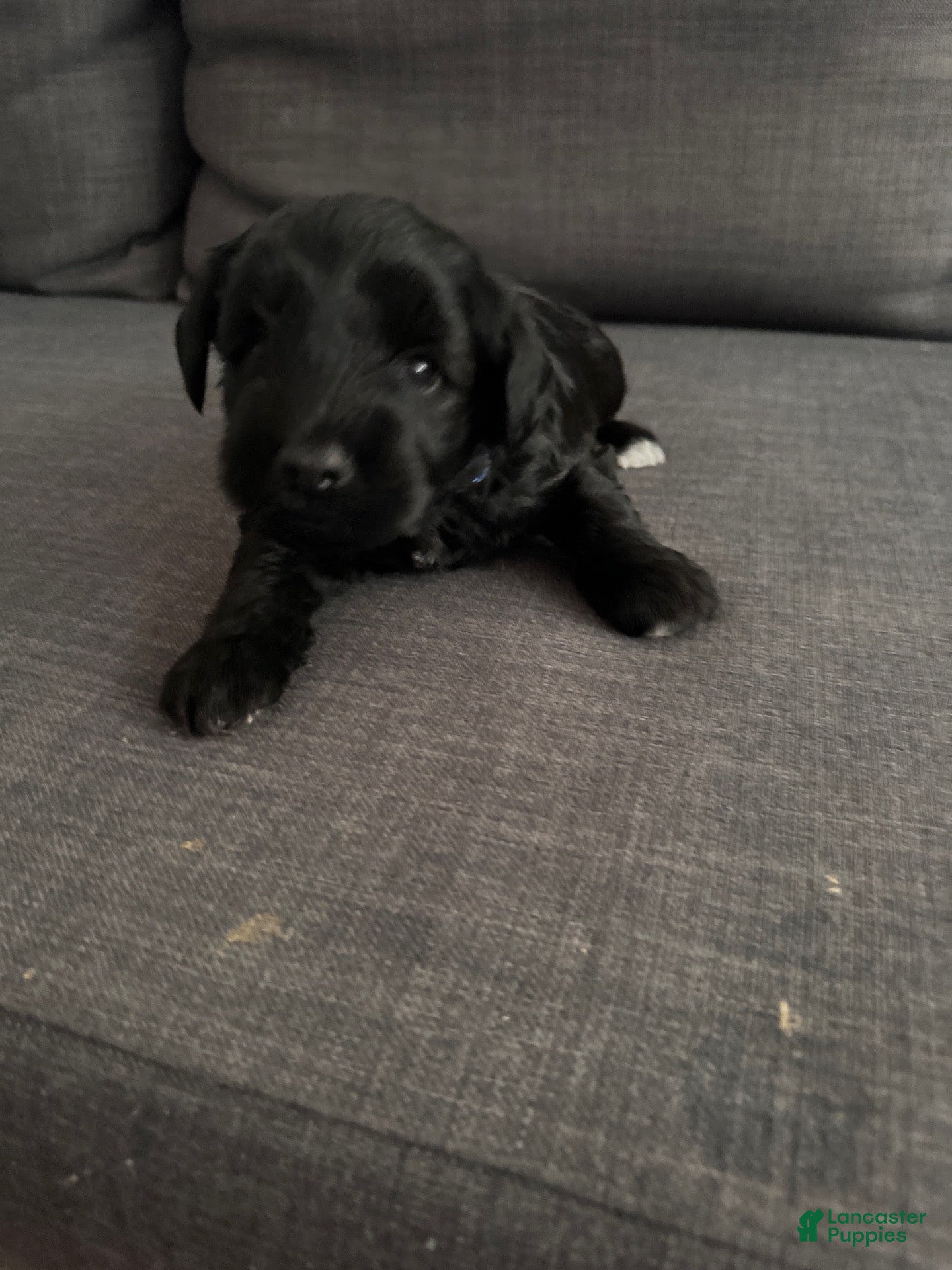Miniature Schnauzer dogs for sale: Miniature Schnauzer 1 - Ad 1
