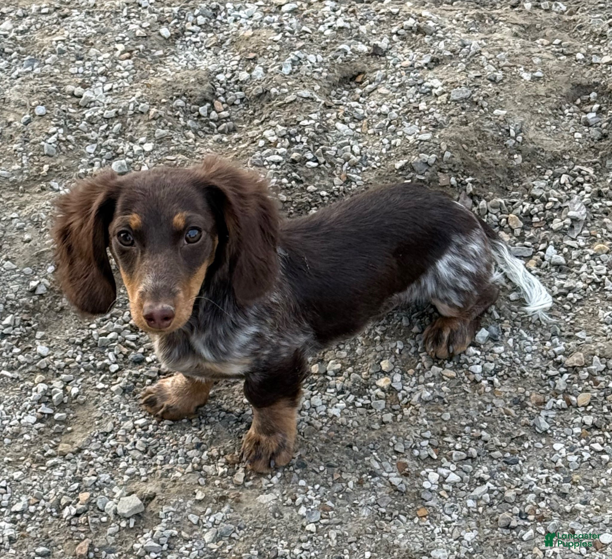 Miniature Dachshund dogs for sale: Rocco - Ad 1