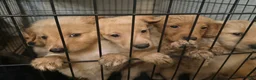 Mixed Breed dogs for sale: Mixed Breed 6 - Ad 7