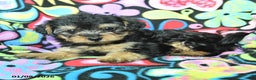 Yorkiepoo dogs for sale: Hugh - Ad 4
