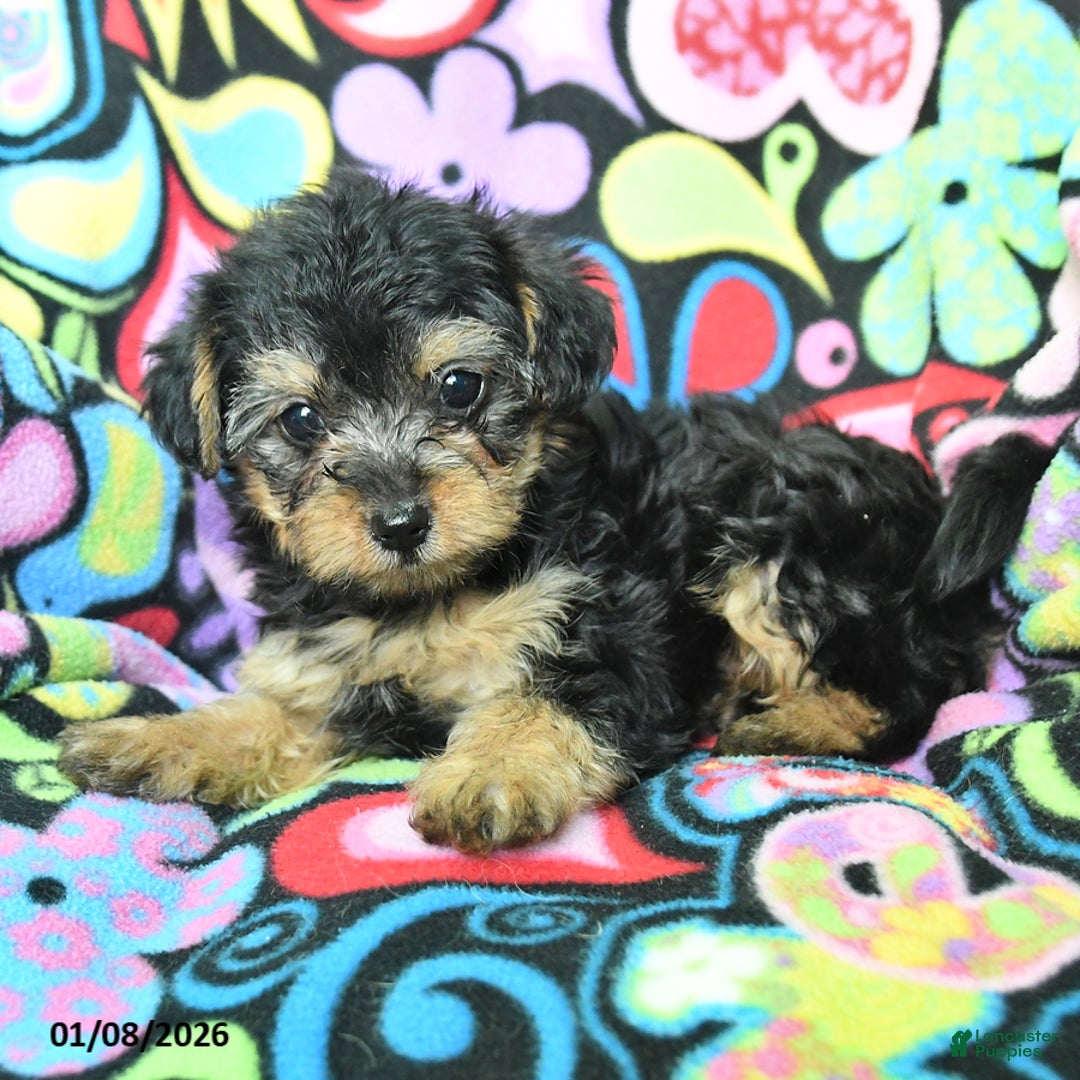 Yorkiepoo dogs for sale: Hugh - Ad 4