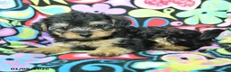 Yorkiepoo dogs for sale: Hugh - Ad 4