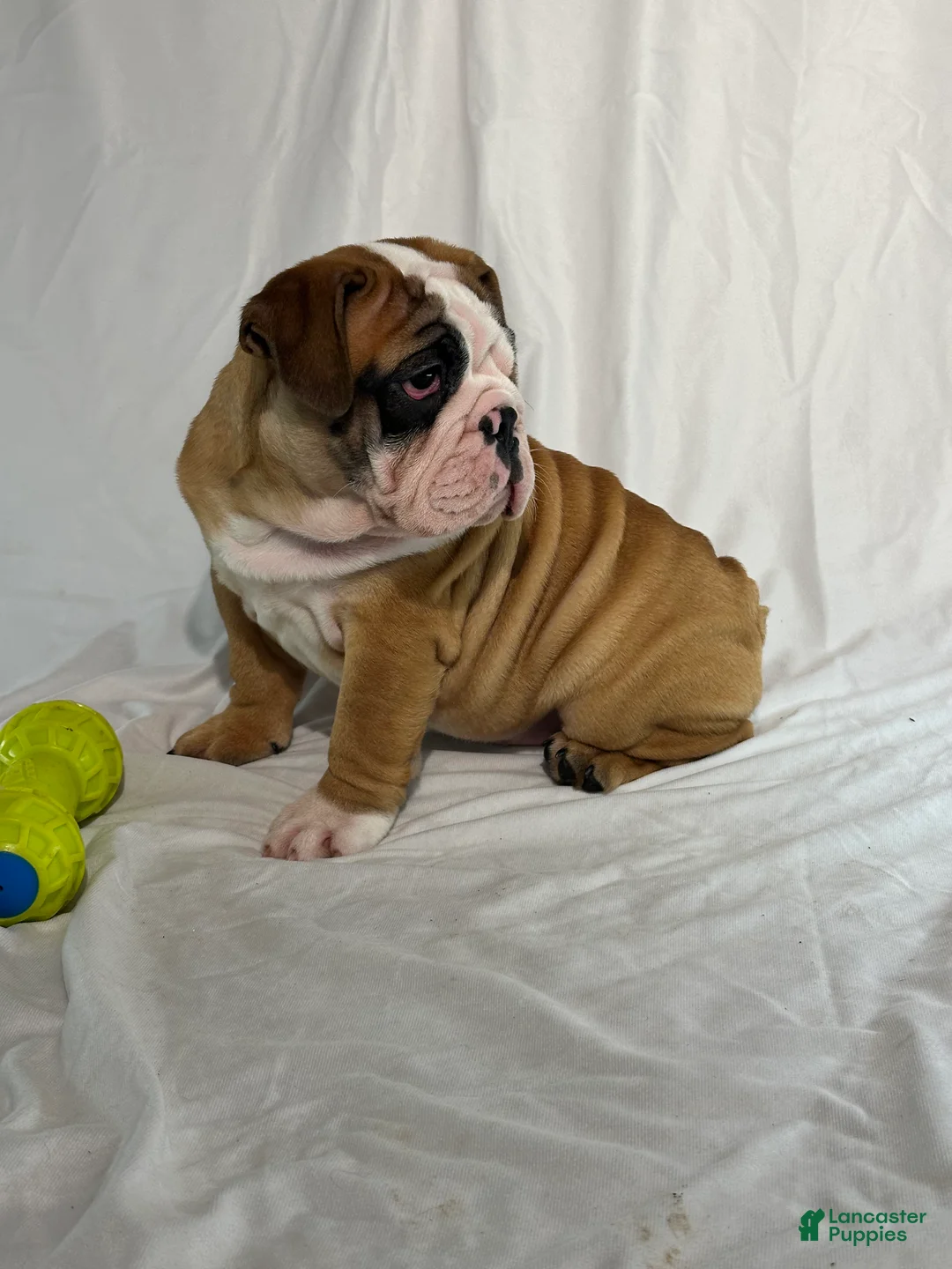 English Bulldog dogs for sale: Rosie - Ad 7