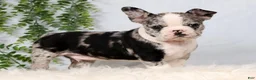 Frenchton dogs for sale: Stormy - Ad 5