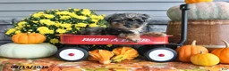 Yorkiepoo dogs for sale: Archie - Ad 5