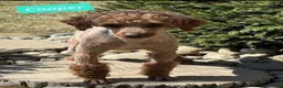 Bichpoo dogs for sale: Zeke  - Ad 6