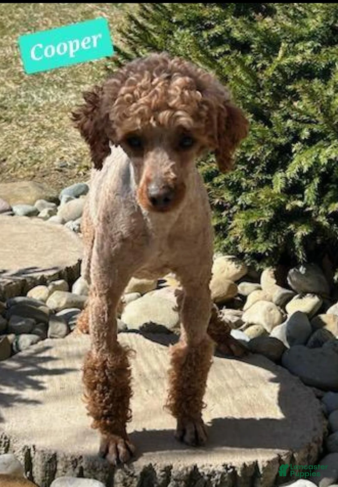 Bichpoo dogs for sale: Zeke  - Ad 6