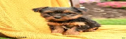 Yorkshire Terrier dogs for sale: Blossom - Ad 3