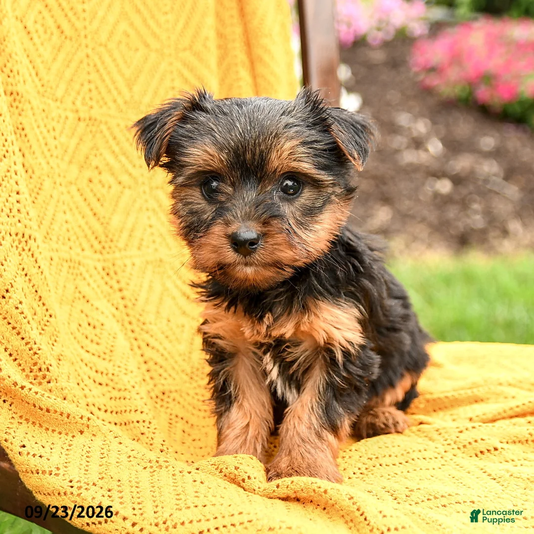 Yorkshire Terrier dogs for sale: Blossom - Ad 3