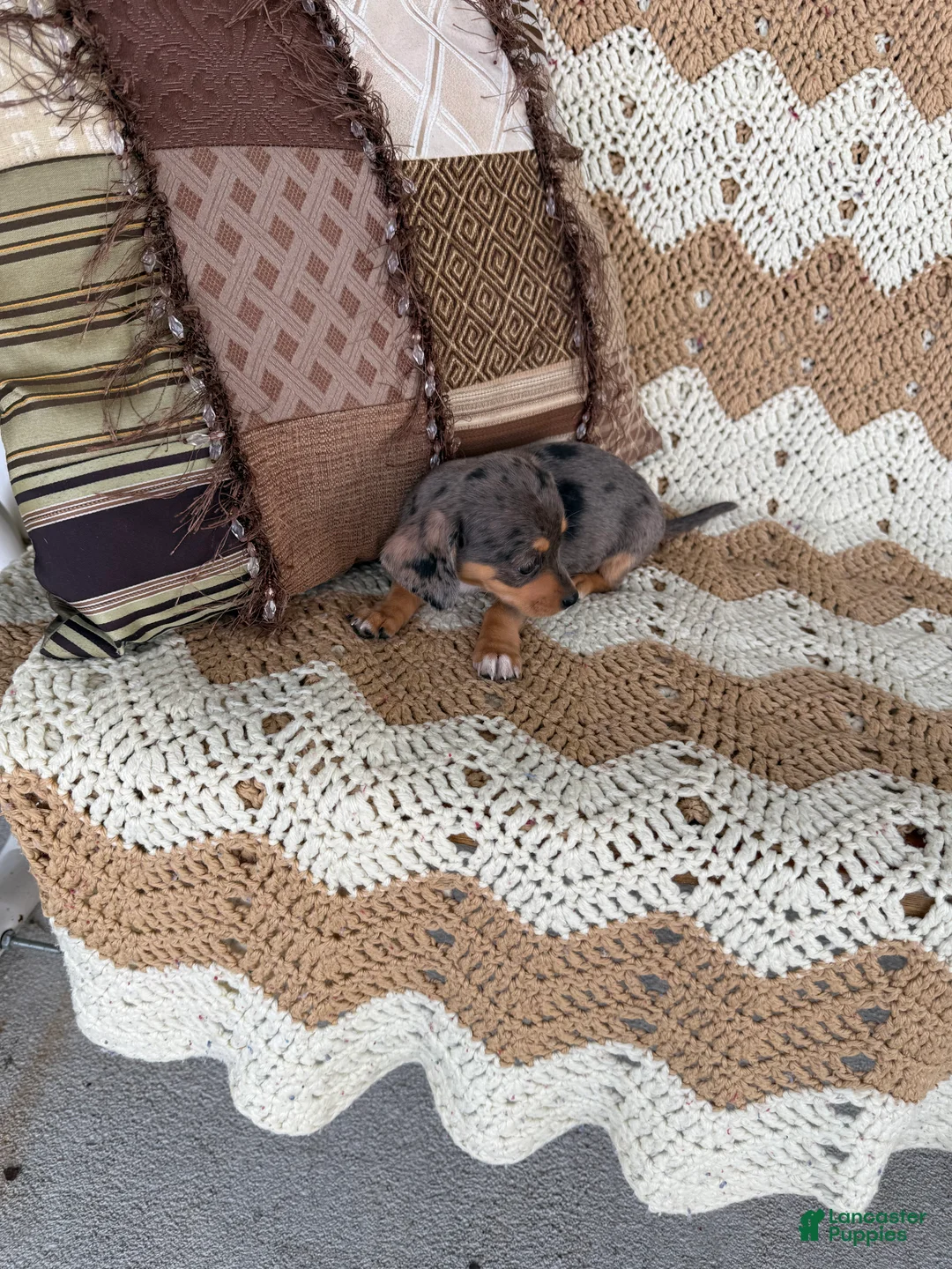 Miniature Dachshund dogs for sale:  Dapple girl - Ad 4