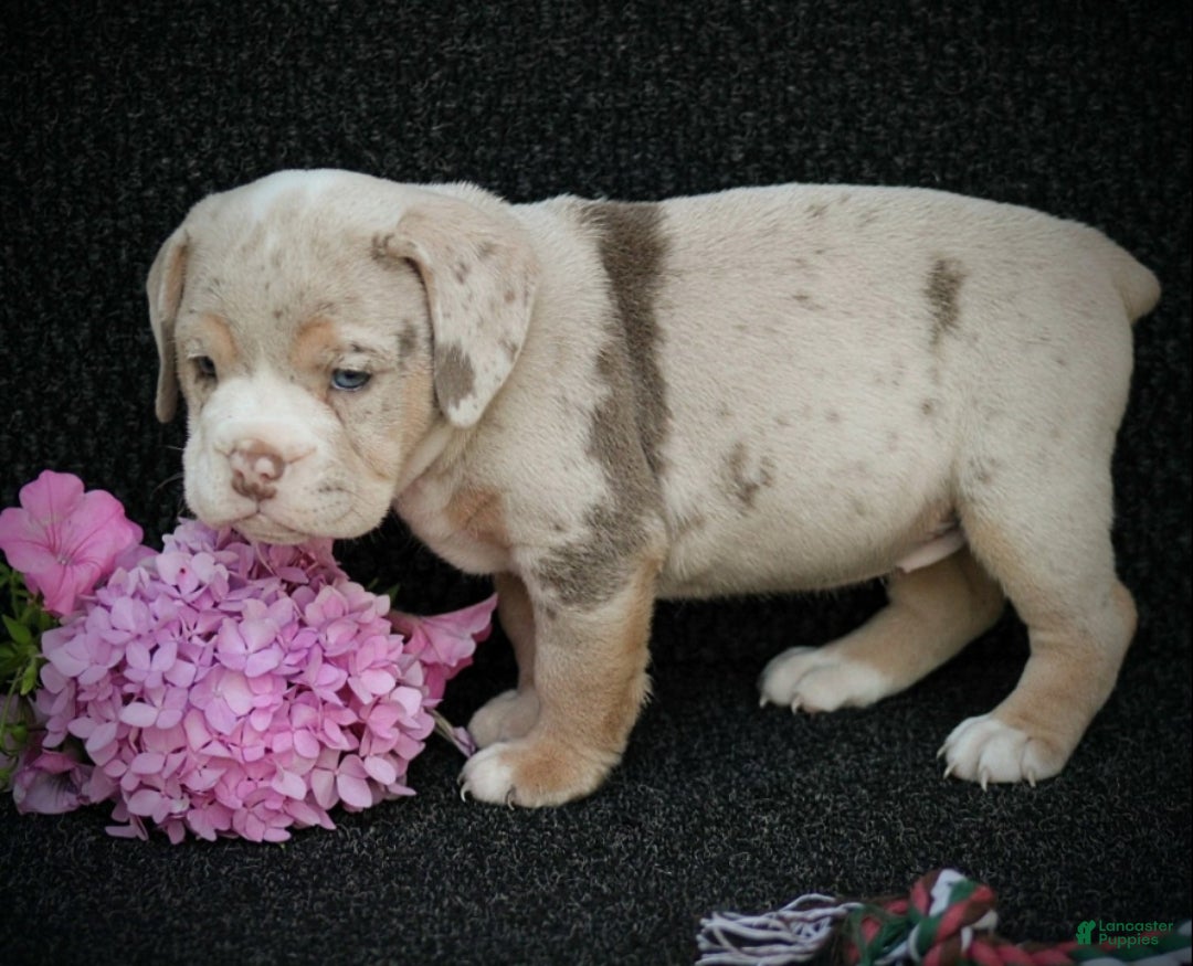 Beabull dogs Ava - Ad 2