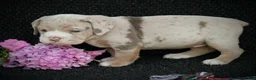 Beabull dogs for sale: Ava - Ad 2