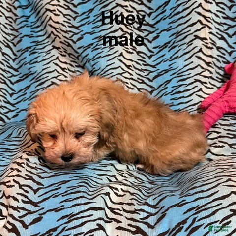 Mixed Breed dogs Heuy - Ad 33