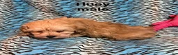 Mixed Breed dogs for sale: Heuy - Ad 1