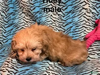 Mixed Breed dogs Heuy - Ad 33
