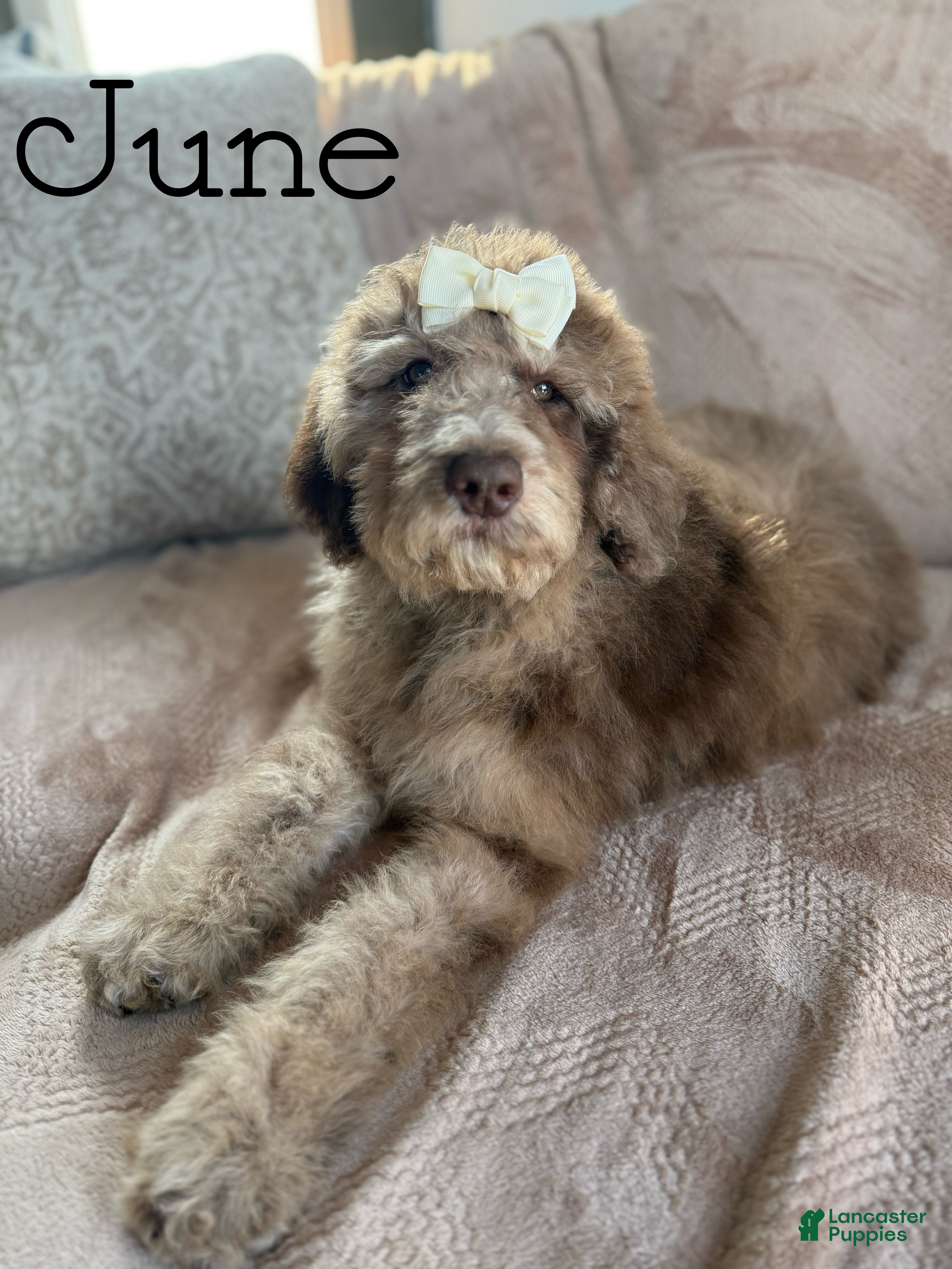 Aussiedoodle dogs June - Ad 14