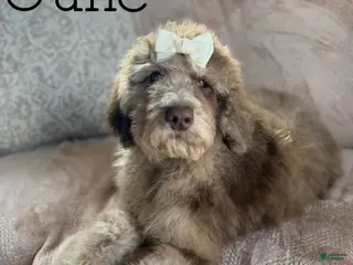 Aussiedoodle dogs June - Ad 14