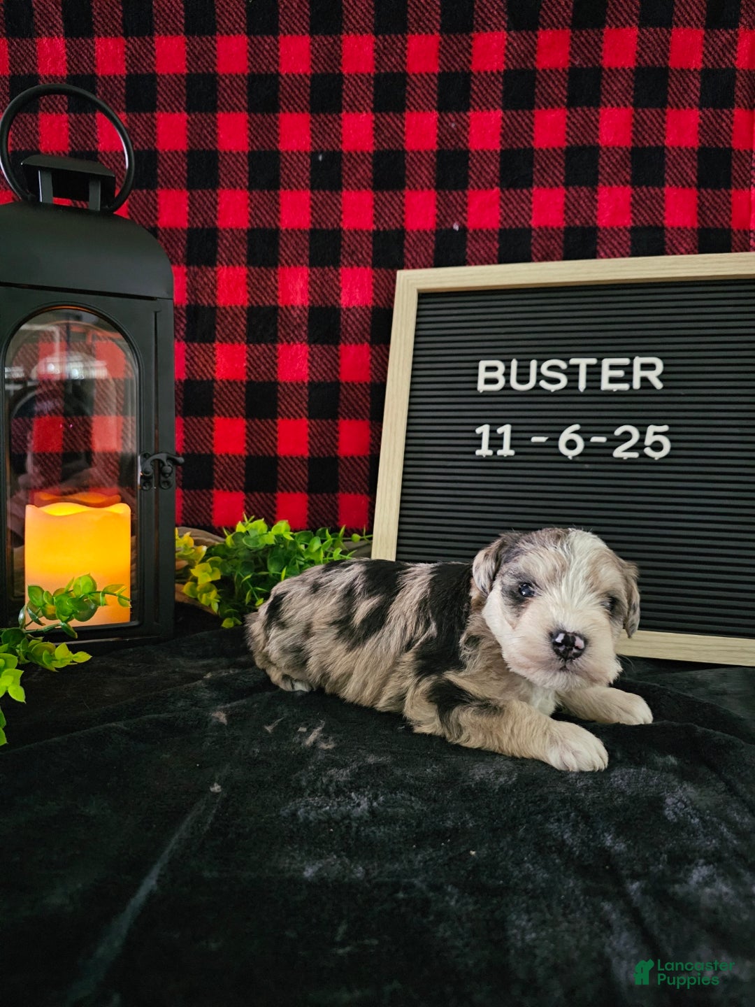 Miniature Schnauzer dogs for sale: Buster - Ad 9