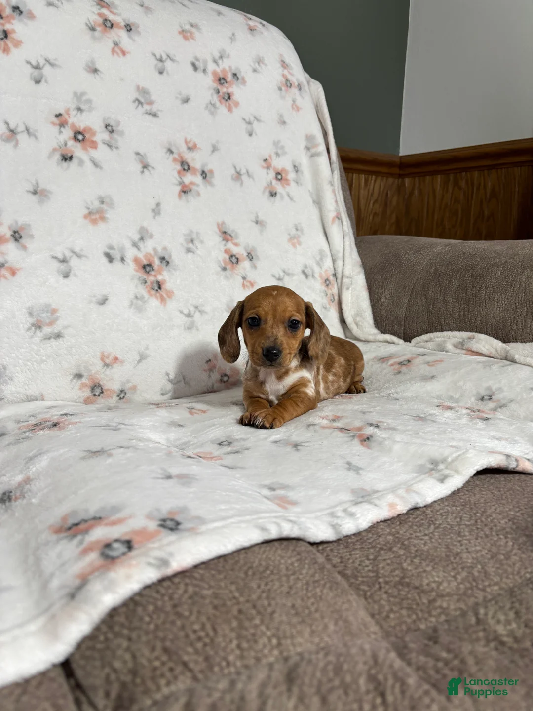 Miniature Dachshund dogs for sale: Miniature Dachshund Puppy 2 - Ad 4