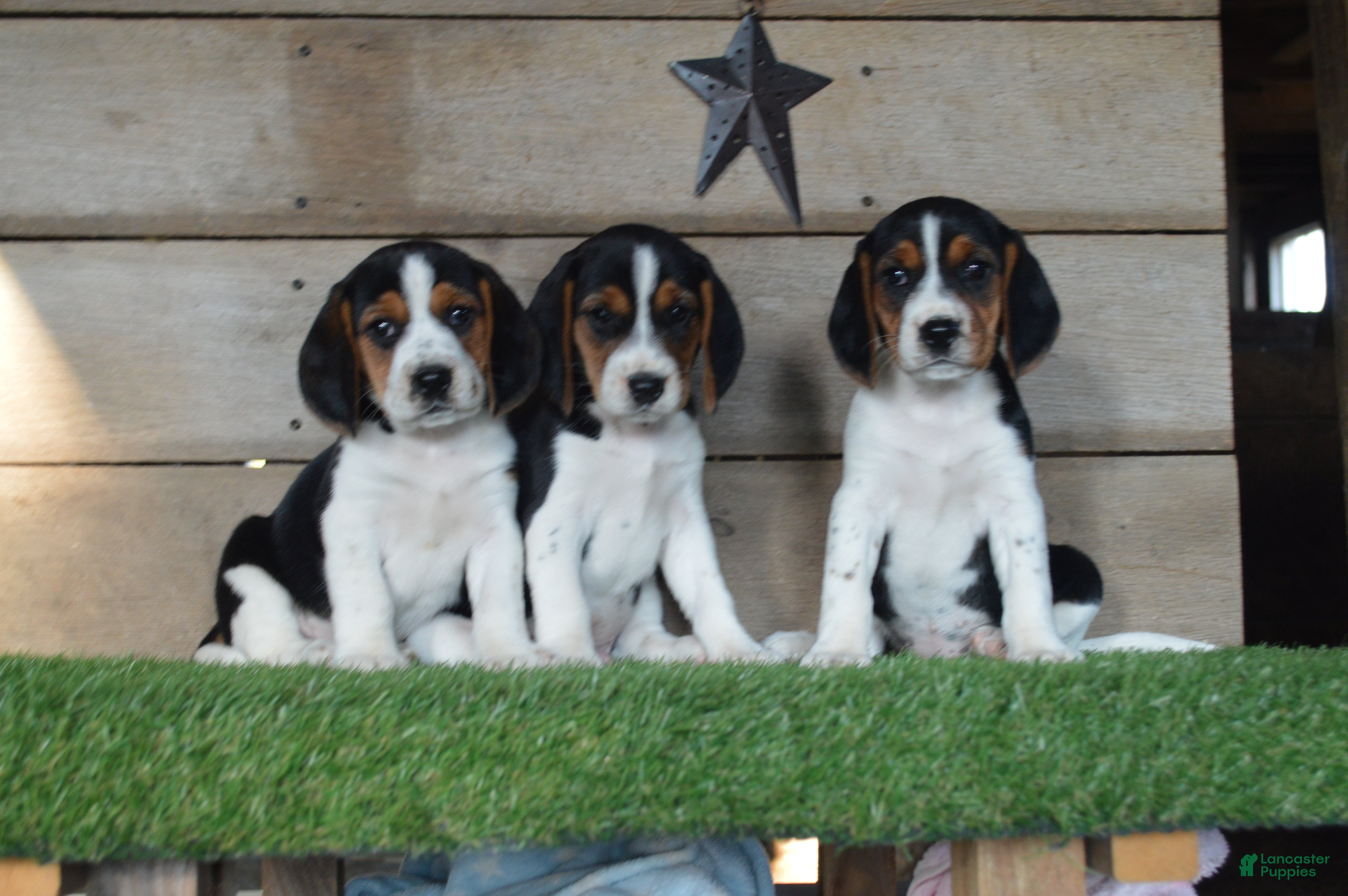 Pointing Dog Ukc Coonhound Rulebook Kennel Club Akc Beagle