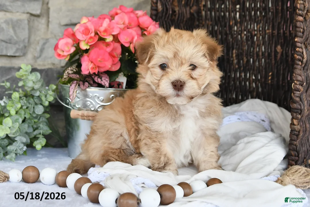 Havanese dogs for sale: Jaxon - Ad 1