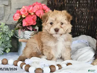 Havanese dogs for sale: Jaxon - Ad 3