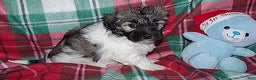 Havanese dogs for sale: Havanese Puppy 1 - Ad 2