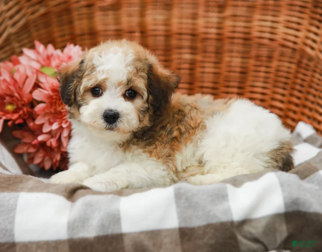 Havanese dogs for sale: Brady - Ad 2