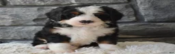Mini Bernedoodle dogs for sale: Chief  - Ad 3